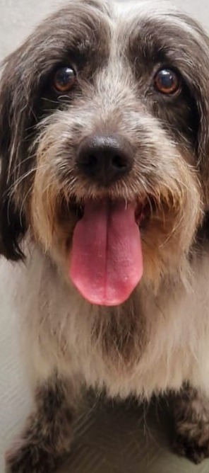 Bruin met witte langharige hond met zijn tong uit zijn bek