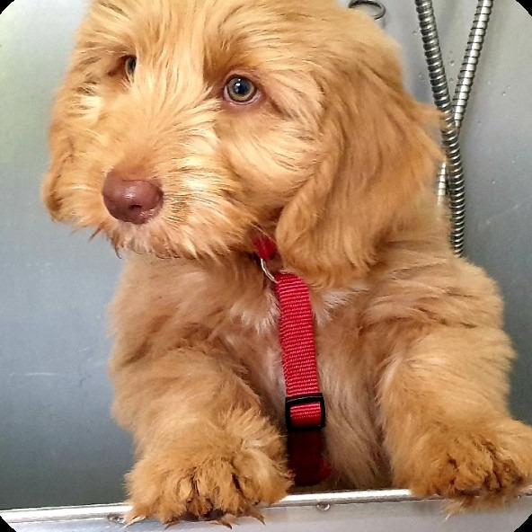 Rossige krullende pup met rood tuigje van dichtbij
