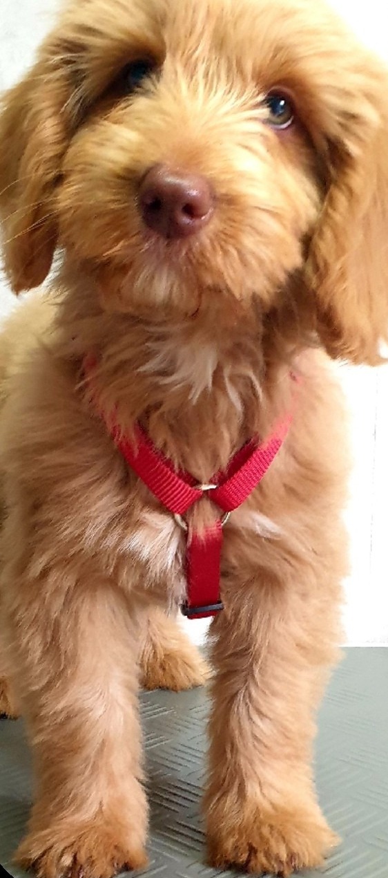 Rossige krullende pup met rood tuigje staand op de trimtafel