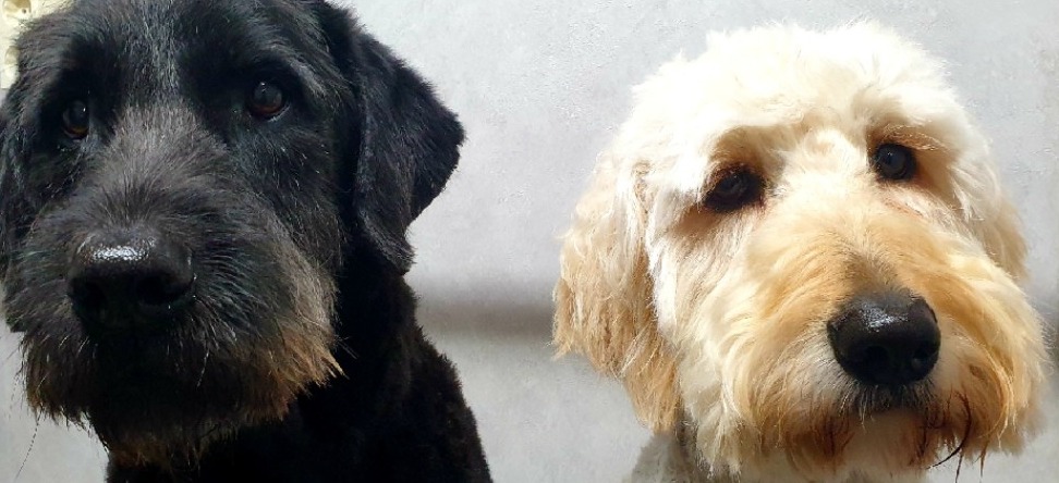 Twee krullende honden naast elkaar, een zwarte en een blonde