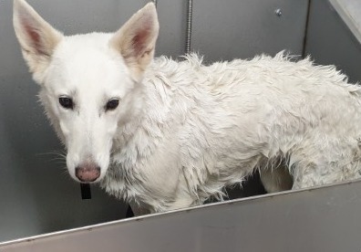 Dezelfde witte herder nat in het bad