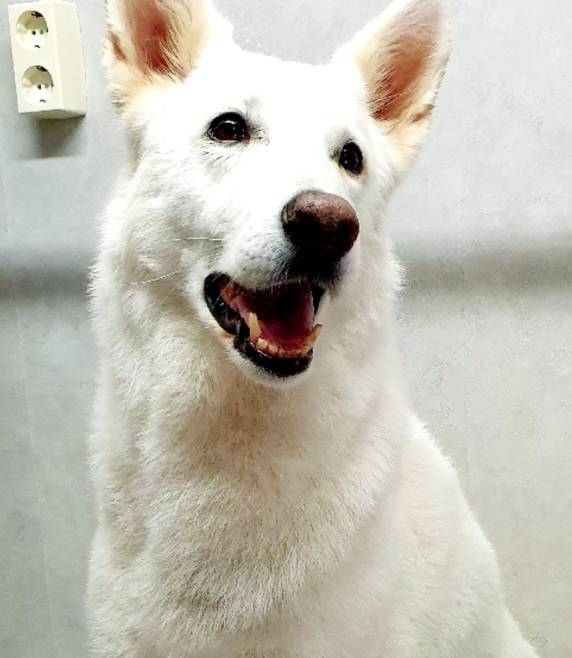 Witte herder, net getrimd, lachend op de trimtafel