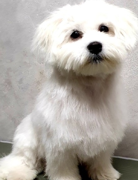 Hetzelfde witte hondje na het trimmen, met een ronde, nette kop