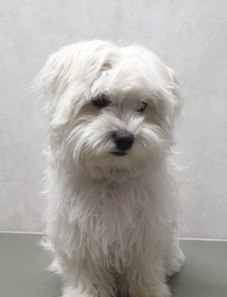 Klein wit hondje met lange, plukkerige vacht voor het trimmen
