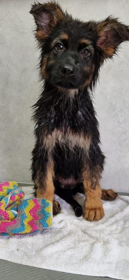 Dezelfde pup droog en geföhnd op een handdoek