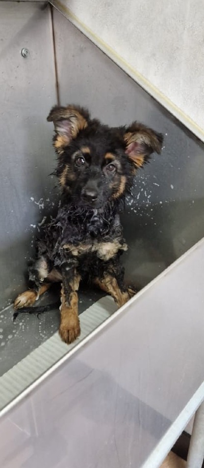 Herderpup nat in het bad van de trimsalon
