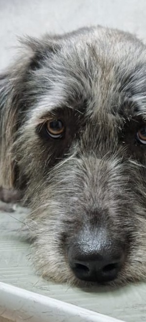 Grijze ruwharige hond die zijn kop laat rusten