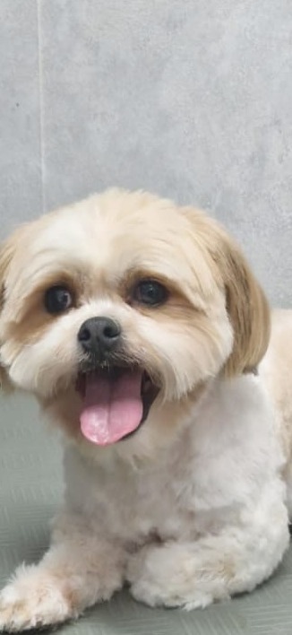 Blond hondje met kort getrimde vacht en tong uit zijn bek