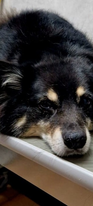 Zwart met bruine hond die uitrust op de rand van de trimtafel